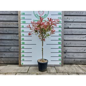 Červienka fraserova (Photinia fraseri) ´PINK MARBLE´ - výška 90-100 cm, kont. C7L  - NA KMIENKU 